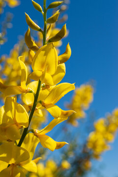 Yellow flowers and a Blue Sky