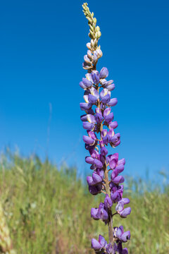 Bright Wildflower