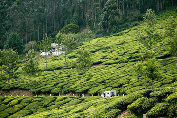 Coltivazione del te, panorama. Munnar, Kerala, India del sud