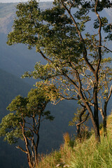 Munnar, Kerala, South India