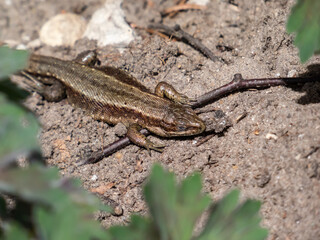Viviparous lizard or common lizard (Zootoca vivipara) sunbathing in the brigth sun on the ground in the garden in spring. Detailed view of head and eye