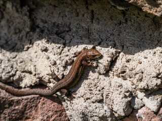 Young Viviparous lizard or common lizard (Zootoca vivipara) sunbathing in the brigth sun on the vertical rock wall in the garden in spring