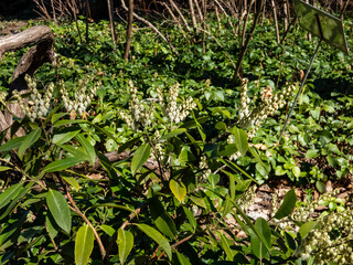 Close-up shot of broadleaf evergreen shrub the Mountain fetterbush or mountain andromeda (pieris floribunda) with erect or just slightly nodding panicles of white urn-shaped flowers