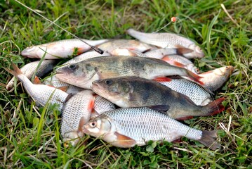 Spring fishing on the river, catch.