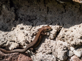 Young Viviparous lizard or common lizard (Zootoca vivipara) sunbathing in the brigth sun on the vertical rock wall in the garden in spring