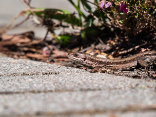 Detailed close-up of the Viviparous lizard or common lizard (Zootoca vivipara) on the ground near garden vegetation shot from the side and ground level
