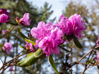 Close-up shot of broadleaf evergreen shrub the Mountain fetterbush or mountain andromeda (pieris floribunda) with erect or just slightly nodding panicles of white urn-shaped flowers