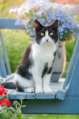 
Adorable European Shorthair cat, tuxedo pattern black and white bicolor, sitting amidst colorful flowers in an old blue wooden cart