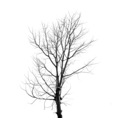 Fototapeta na wymiar Dead Tree without Leaves on white