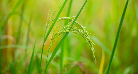 Rice plant, the head of rice that is producing food and flour. Green rice plants in the fields of farmers who grow rice for food and distribute.