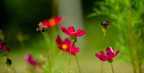 Cosmos flowers, red cosmos flowers blooming in a green field. natural tones in the daytime