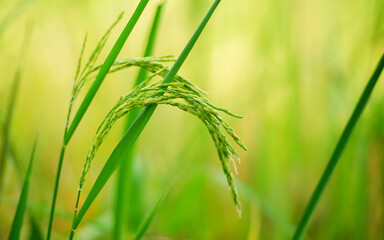 Rice plant, the head of rice that is producing food and flour. Green rice plants in the fields of farmers who grow rice for food and distribute.