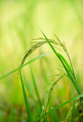 Rice plant, the head of rice that is producing food and flour. Green rice plants in the fields of farmers who grow rice for food and distribute.