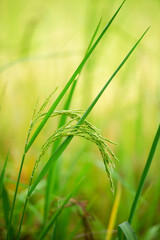 Rice plant, the head of rice that is producing food and flour. Green rice plants in the fields of farmers who grow rice for food and distribute.
