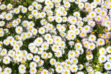 daisies in the grass, floral pattern, close up