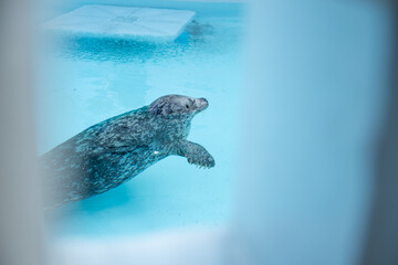 水に浮かぶ1頭のアザラシ