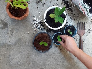 hand  growing potted plants