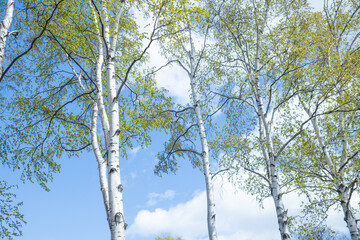 白樺並木と青空と雲