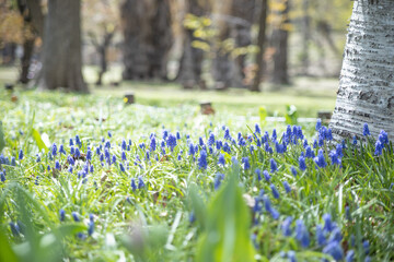 シラカバの足元に咲くムスカリと芝生