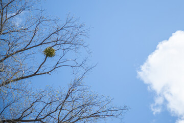 青空とヤドリギと木と雲