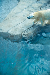 動物園の水場を歩く1頭のホッキョクグマ