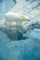 動物園の水場を歩く1頭のホッキョクグマ