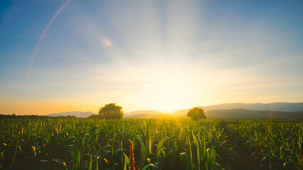 maize corn crops in agricultural plantation in the evening with sunset, cereal plant, animal feed...