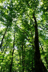 白神山地の白樺