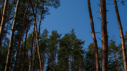 coniferous forest landscape © Yariktimuch