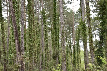 Fototapeta premium trees in the forest