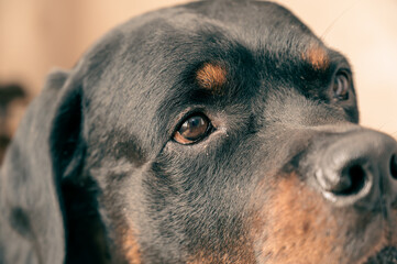 Portrait of an adult male Rottweiler dog. Pet.