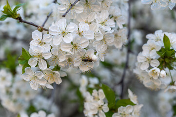 Obraz premium Drone is pollinated by a flowering branch of a cherry tree. Close-up of a white branch of a fruit tree.