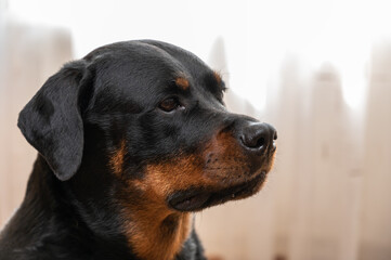Portrait of a Rottweiler dog. Adult female sitting in front of a light background. Pets.