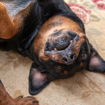 An amusing portrait of a female Rottweiler. An adult black dog lying on her back. The pet is resting on the carpet inside the living room.
