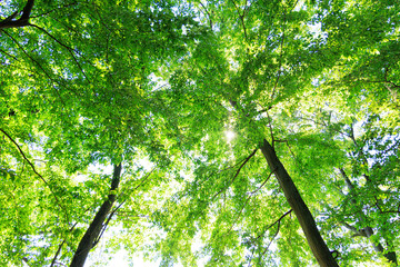 Naklejka premium 木漏れ日の森林浴