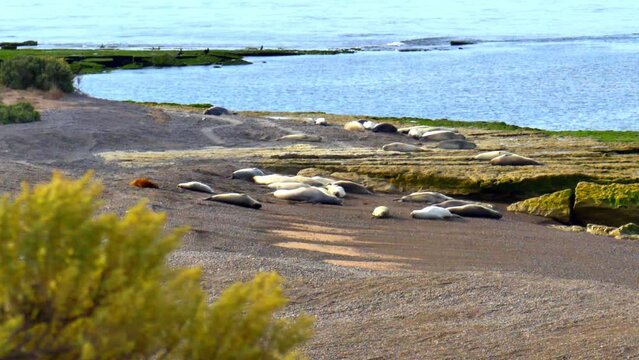 aesthetic static shot sea lions on the shore of the beach Patagonia Argentina sleeping and having a good time  with their gery color and green bushes and blue sea at the background