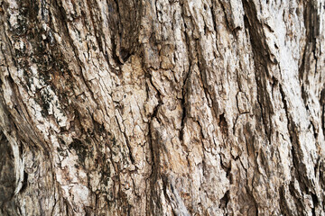 dry tree bark texture background