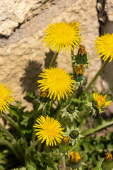 Close up of beautiful yellow dandelion flowers