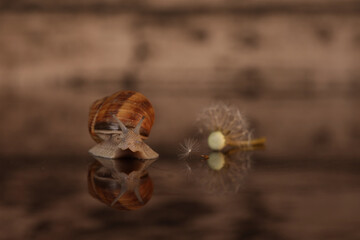 Grape snail crawls on a mirror surface