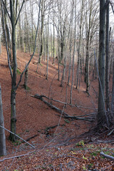 Obraz premium silver-beech tree trunks against the dry leaves