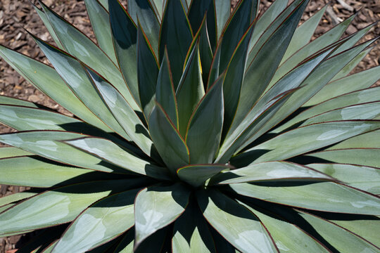 Agave cactus. Cactus in desert, cacti or cactaceae pattern. © Volodymyr