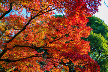 秋の京都・東福寺で見た、赤やオレンジの紅葉と快晴の青空