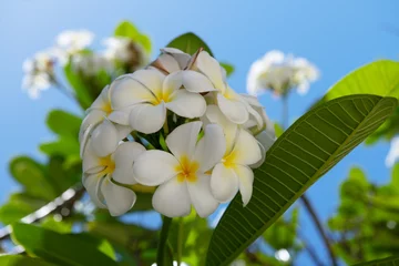 Deurstickers Close up of frangipani flowers with blue sky background. Beautiful frangipani flowers with green leafs background. White plumeria rubra flowers. © Volodymyr
