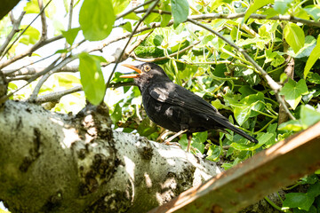 Amsel im Schutz von Pflanzen, Luzern, Schweiz
