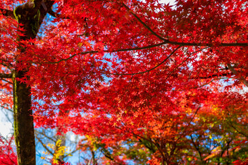 京都の永観堂（禅林寺）で見た、真っ赤な紅葉と背景の青空