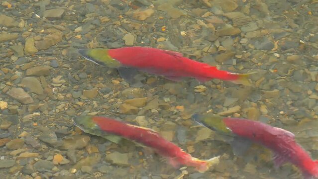 Salmon run - close up of two Sockeye salmon in spawning colors in a river in Alaska