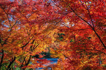 Naklejka na ściany i meble 京都の永観堂（禅林寺）で見た、赤やオレンジの紅葉と背景の青空