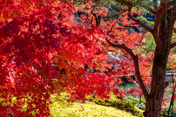 Fototapeta na wymiar 京都の永観堂（禅林寺）で見た、放生池の周りに広がる真っ赤な紅葉