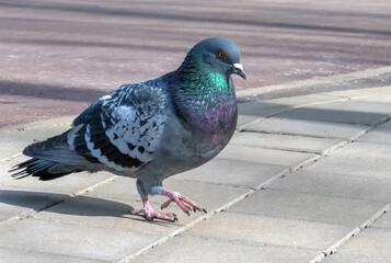 sunny day one pigeon walks the sidewalk in the spring