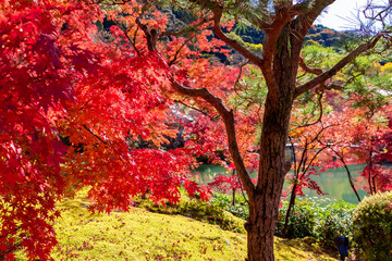 Obraz na płótnie Canvas 京都の永観堂（禅林寺）で見た、放生池の周りに広がる真っ赤な紅葉